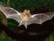 Morcegos Guaricica Crédito: Reginaldo Ferreira SPVS